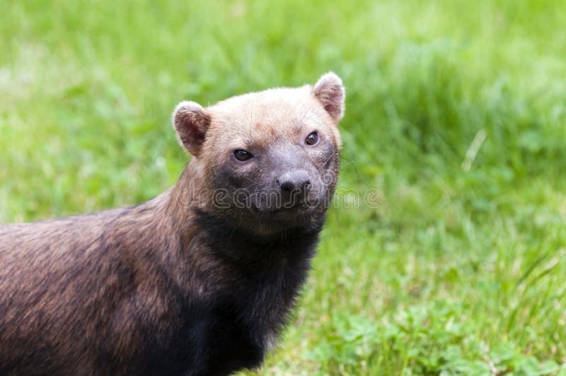 Bush dog stock photo Bush dog stock photo