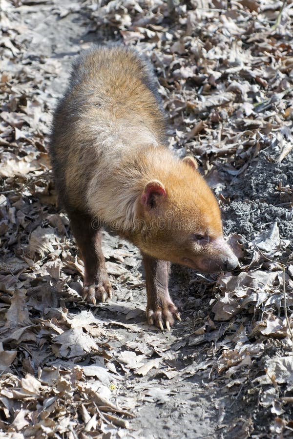 Bush dog (Speothos venaticus) stock photos Bush dog (Speothos venaticus) stock photos