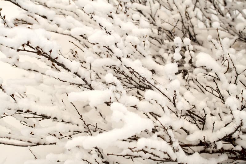 Bush of a dwarf polar birch, background