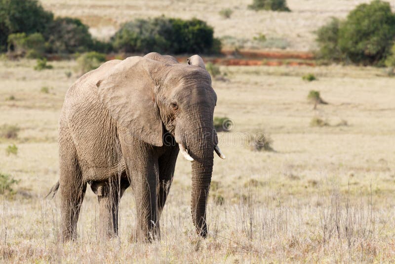 Bush elefant som fridfullt står i det långa gräset arkivbilder Bush elefant som fridfullt står i det långa gräset arkivbilder