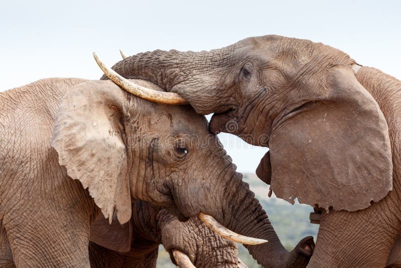 Elephants Kiss Stock Photos Free & RoyaltyFree Stock Photos from