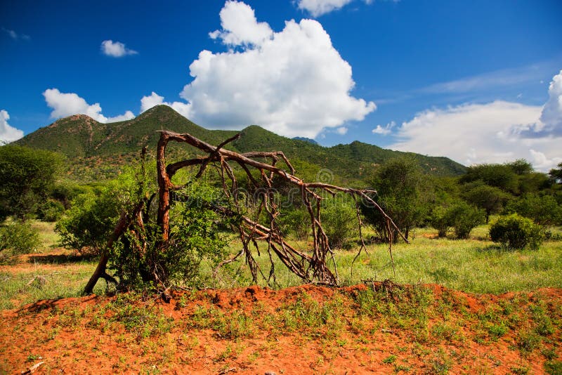 Bush et paysage de la savane. Tsavo occidental, Kenya, Afrique photographie stock Bush et paysage de la savane. Tsavo occidental, Kenya, Afrique photographie stock
