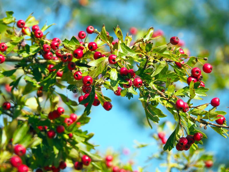 Close-up of a Bush with Red Berries and Green Leafs with Blue Sky ...