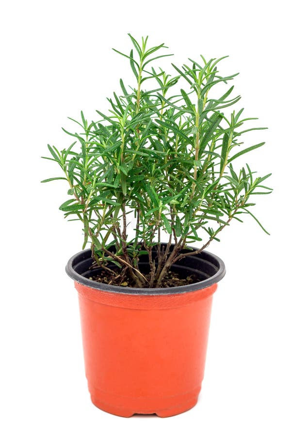 Bush of Fresh Rosemary in Plant Pot, Isolated on White Stock Photo