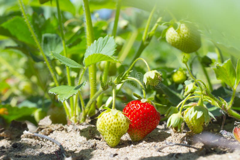 Bush of fresh sweet red strawberry plant. Wild ripe bright berries with green leaves in a garden royalty free stock photos Bush of fresh sweet red strawberry plant. Wild ripe bright berries with green leaves in a garden royalty free stock photos
