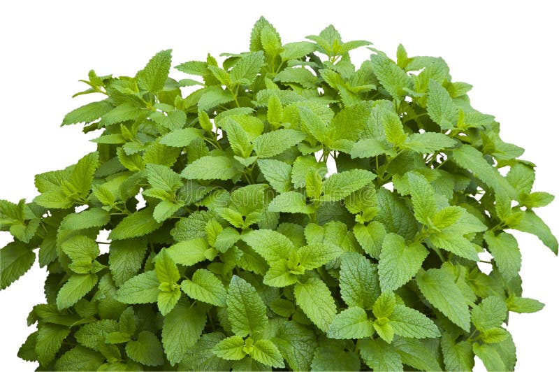 Bush of fresh green lemon balm