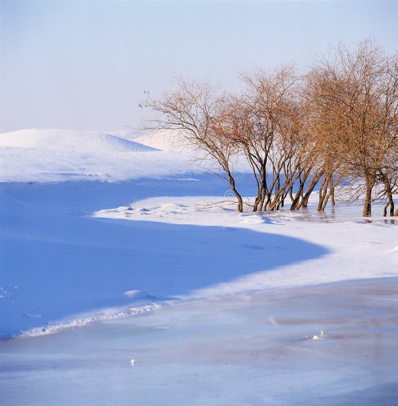 Bush in the frozen river