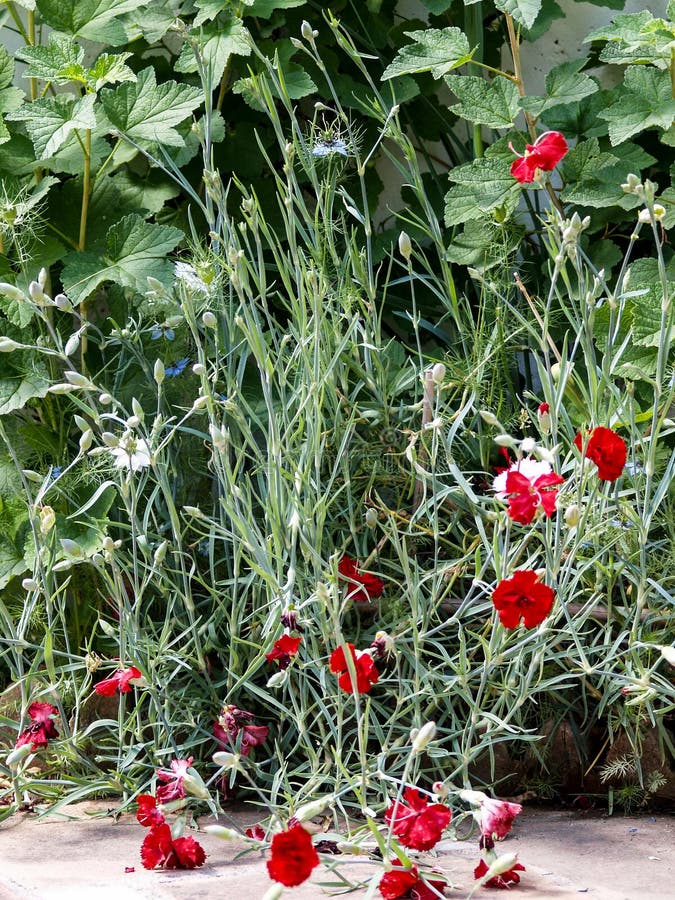 Bush at Garden with Carnations Stock Image Image of leaf, flowers