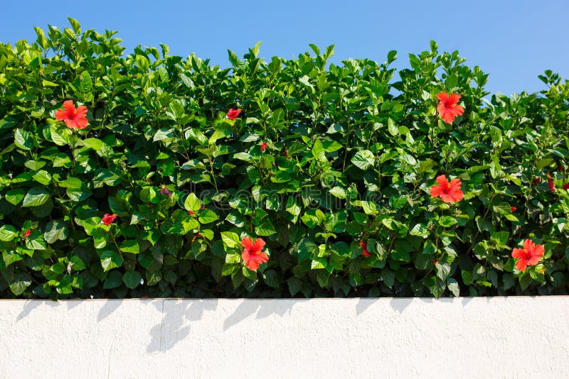 Bush green hedge with red hibiscus.