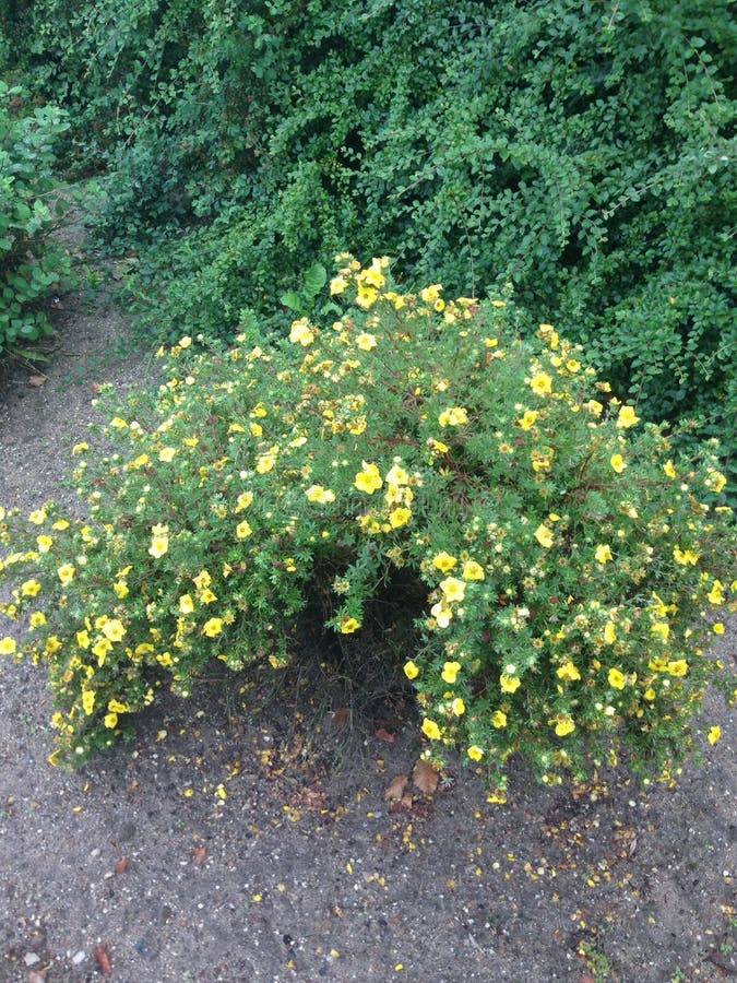 Bush stock photo. Image of yellow, green, flowers, bush 44235238