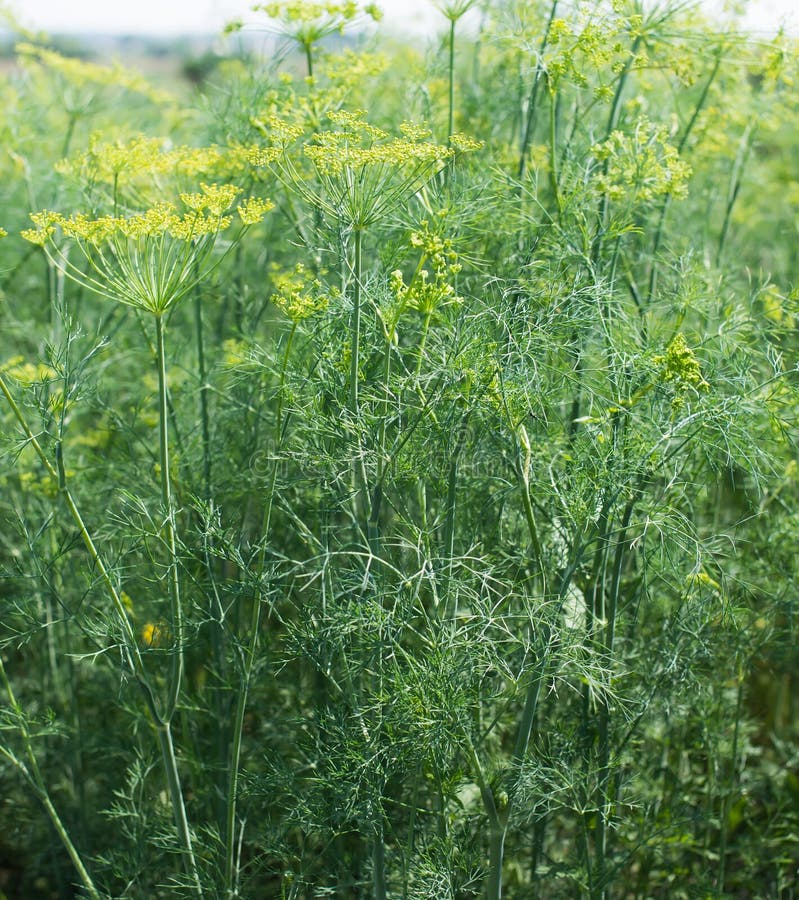 Bush growing dill stock image. Image of fennel, design 41528453