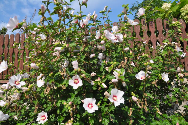 In the bush Hibiscus syriacus white flowers bloom