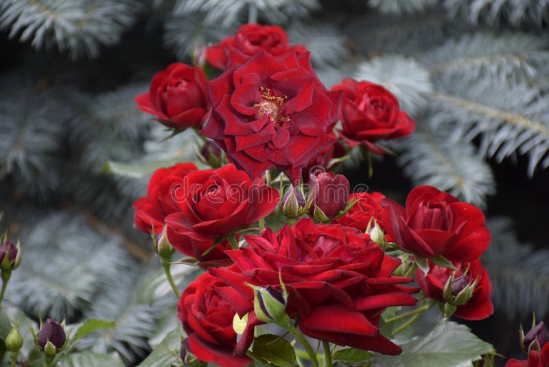 Red roses on a beautiful dark colored blur background horizontally. royalty free stock images Red roses on a beautiful dark colored blur background horizontally. royalty free stock images