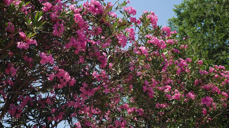 Bush med rosa blommor som solen skiner på på en sommardag