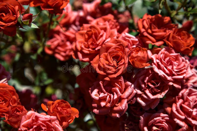 Bush of Miniature Red Roses Seen Up Close Stock Photo Image of flowers, gardens 252929236