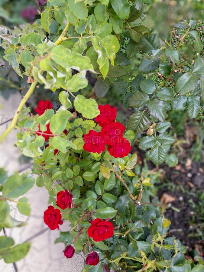 A bush of miniature roses growing in a flower bed stock photography