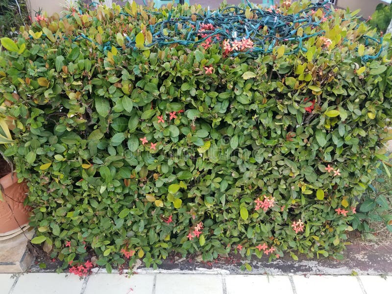 Bush mit grünen Blättern und rosa Blumen und Weihnachtslichtern lizenzfreie stockbilder Bush mit grünen Blättern und rosa Blumen und Weihnachtslichtern lizenzfreie stockbilder