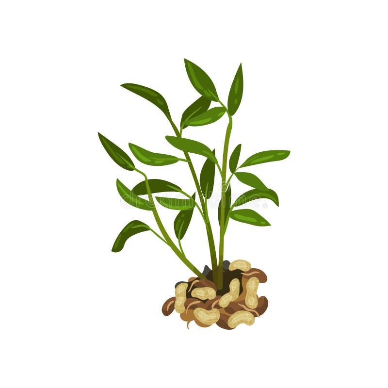 Peanut Plants Images – Browse 27,874 Stock Photos, Vectors, and