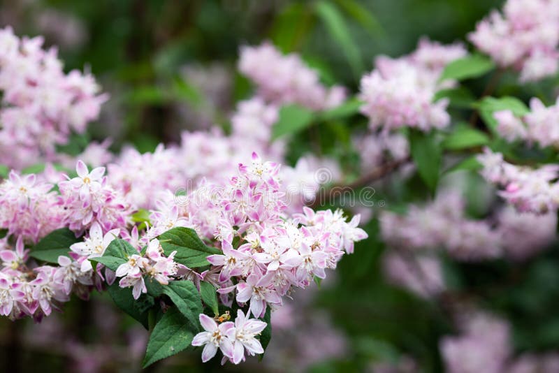 A Bush of Pink Jasmine Blooms in the Garden Stock Image Image of