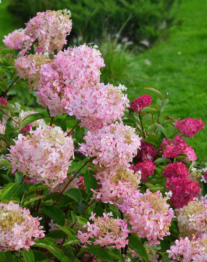 Bush of pink and red abundantly blooming hydrangea in garden royalty free stock photo