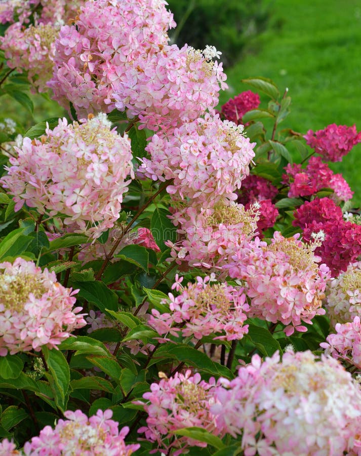 Bush of pink and red abundantly blooming hydrangea in garden stock photo