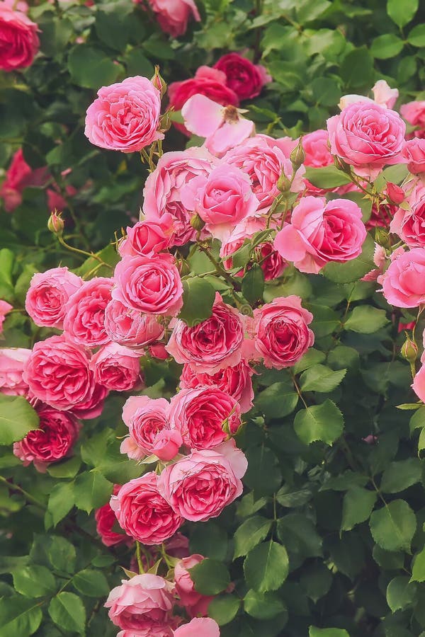 Bush of Pink Roses, Summertime Floral Background Stock Image Image of