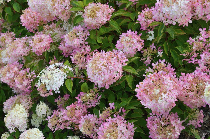 Bush of pink and white abundantly blooming hydrangea in garden stock images