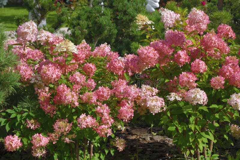 Bush of pink and white abundantly blooming hydrangea in garden royalty free stock photography