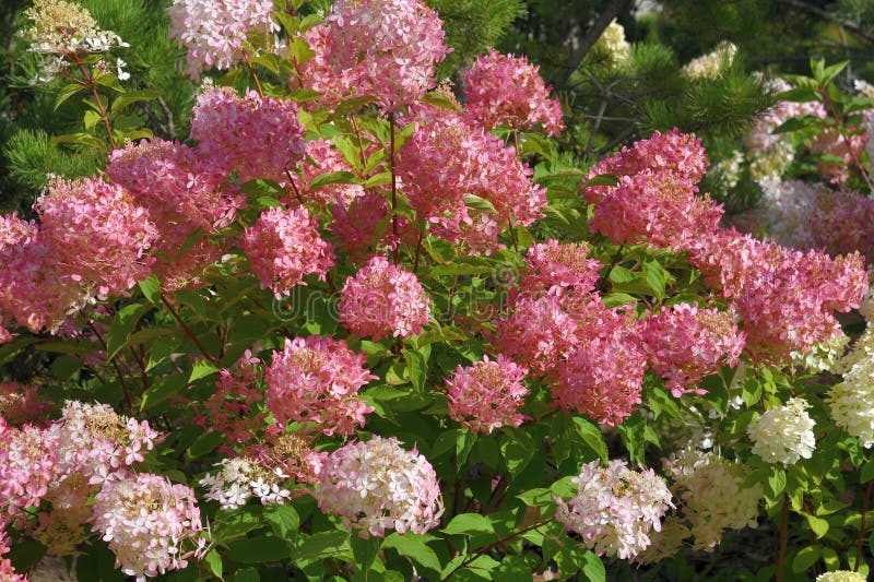 Bush of pink and white abundantly blooming hydrangea in garden stock image