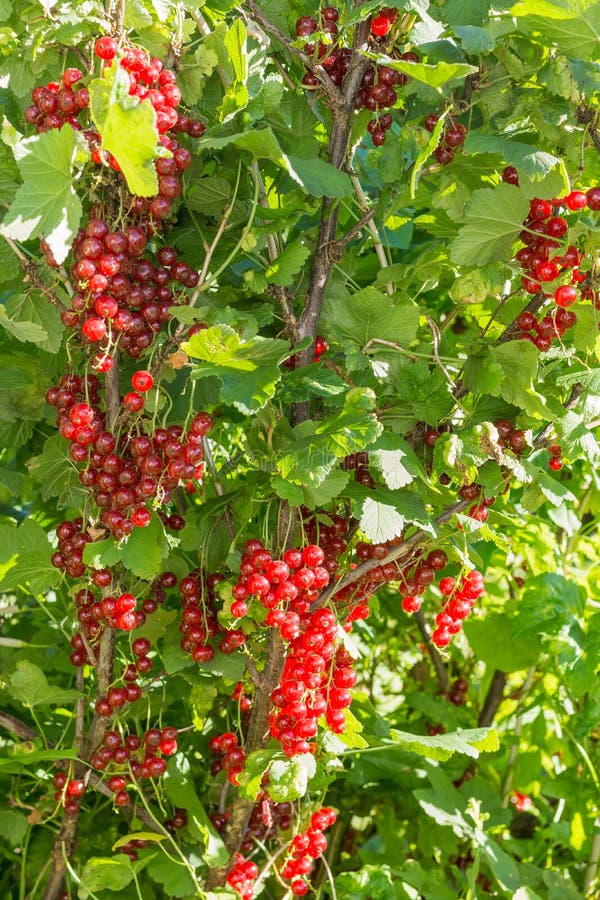 Bush red currant