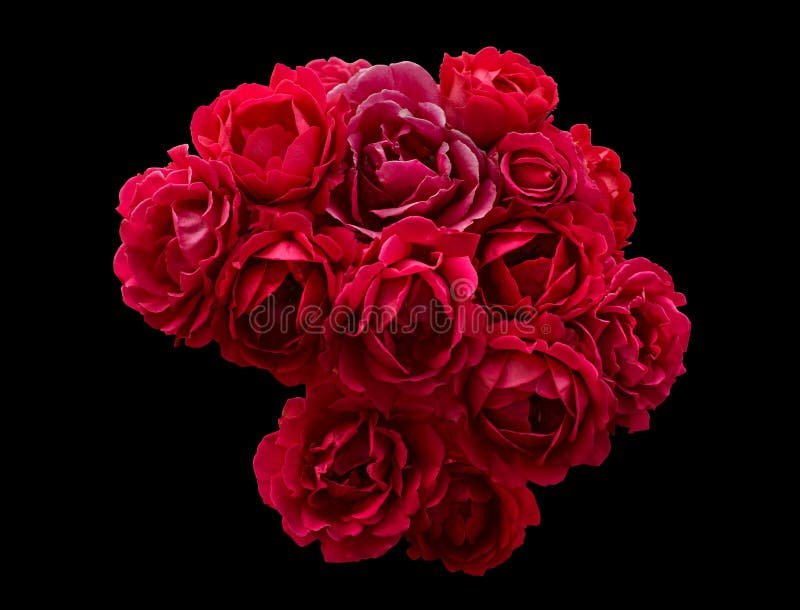 Big red flowers bush stock image. Image of city, autumn 10065791