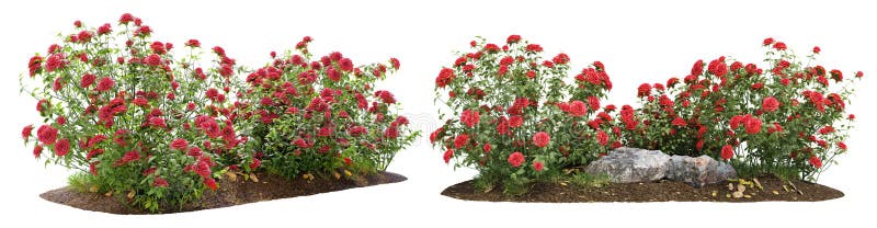 Bush of red roses for garden design