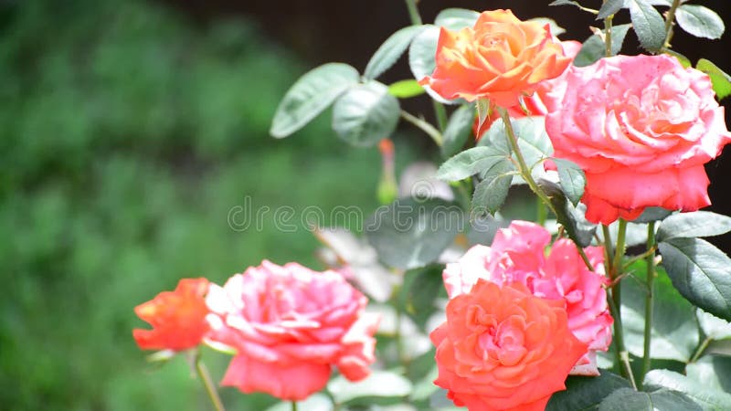 Bush rosa rosor i blomsterrabatten