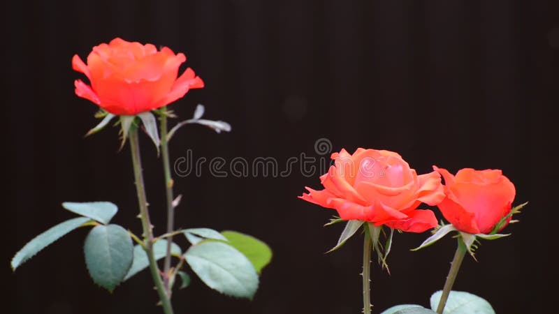 Bush rosa rosor i blomsterrabatten