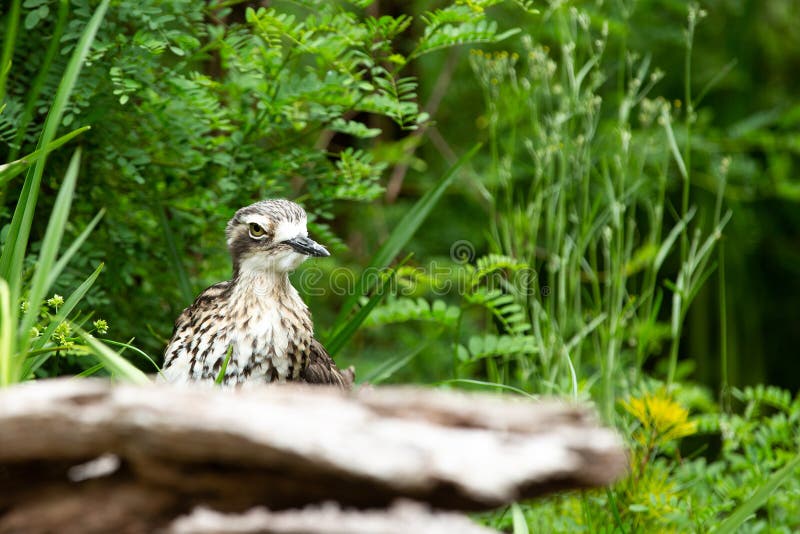Bush stone curlew a large bird living in Australia stock photography