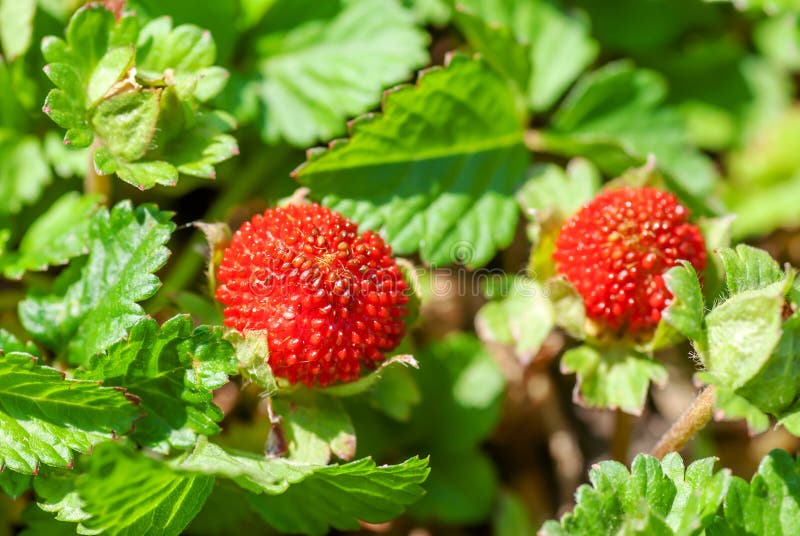 Bush of strawberry stock photo. Image of macro, edible 19776296
