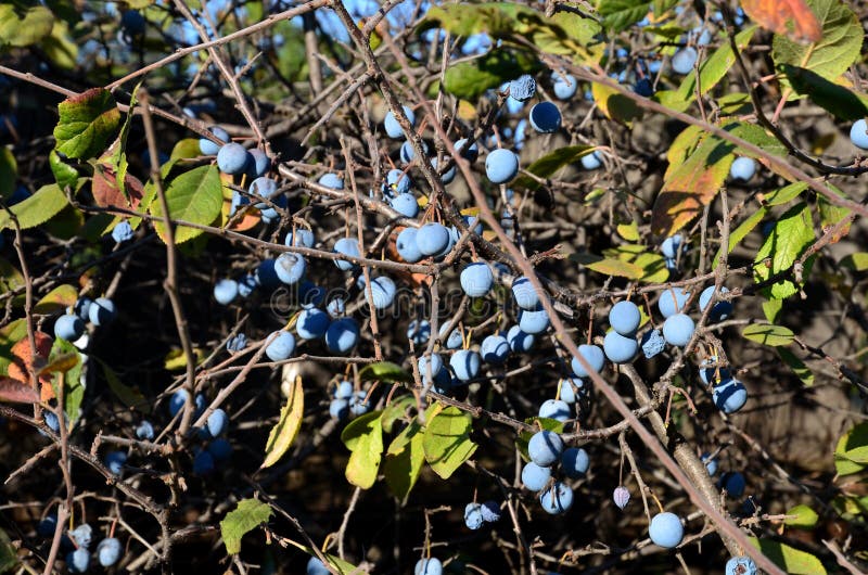 Berries and thorns stock photo. Image of leafage, autumn 35638912