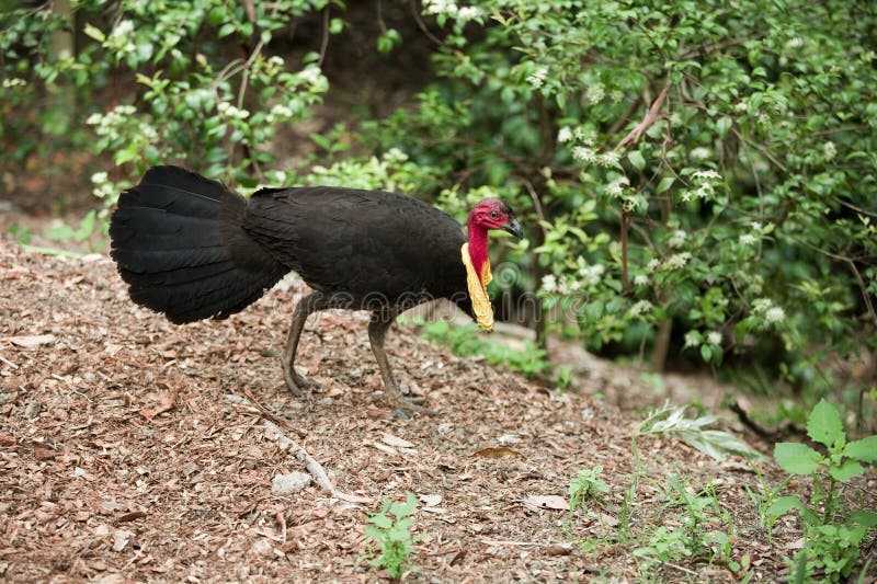 Bush turkey stock image. Image of turkey, meat, wildlife 16884705