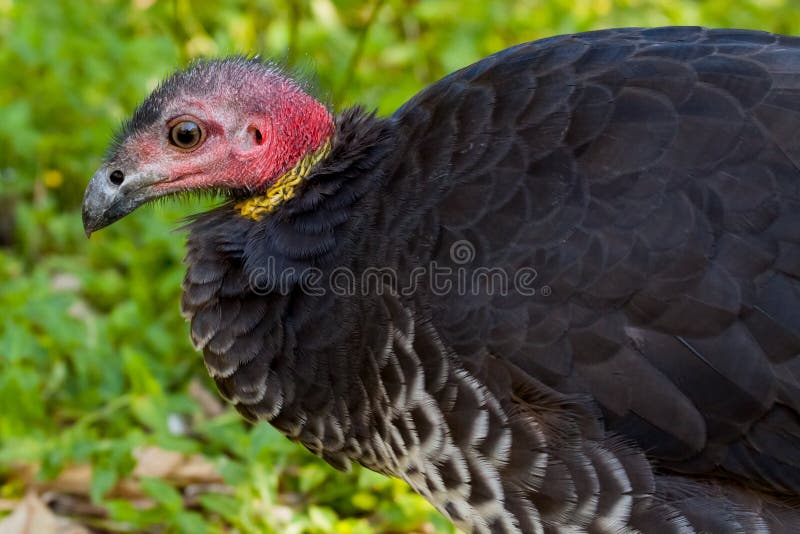 Bush Turkey Close-Up