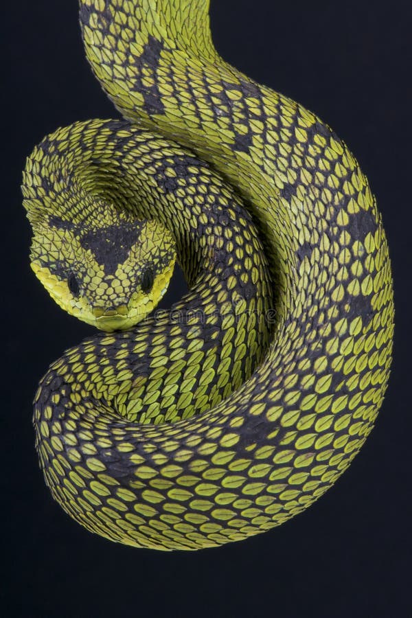 Attacking Snake / Great Lakes Viper / Atheris Nitschei Stock Image