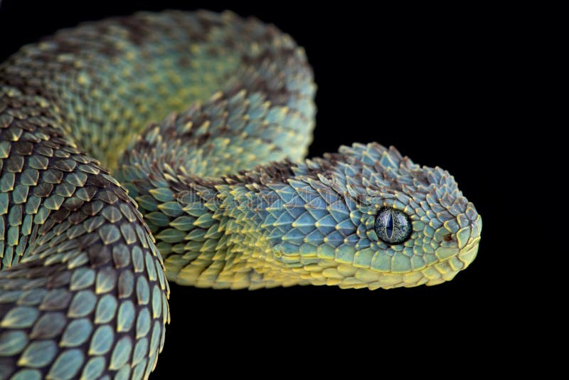 Atheris squamigera  Cute reptiles, African bush viper, Animals beautiful