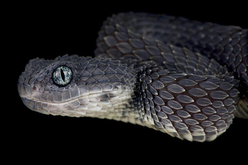 Venomous African Bush Viper (Atheris chlorechis) Stock Photo