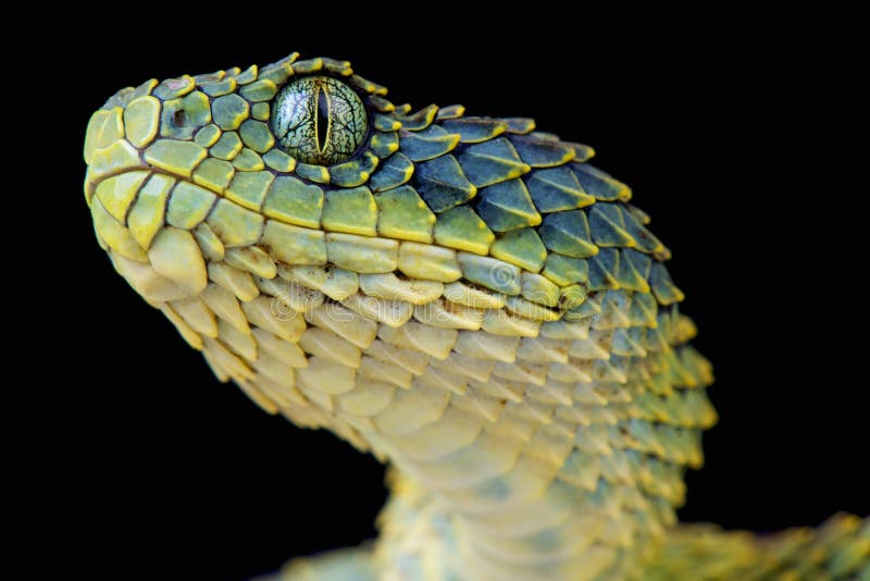 Portrait of Bush viper (Atheris squamigera) on black back ground Stock  Photo - Alamy