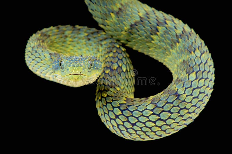 snake Variable Bush Viper Atheris squamigera Stock Photo - Alamy