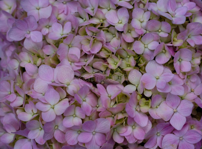 Bush von rosa Hortensieblumen lizenzfreie stockfotos Bush von rosa Hortensieblumen lizenzfreie stockfotos