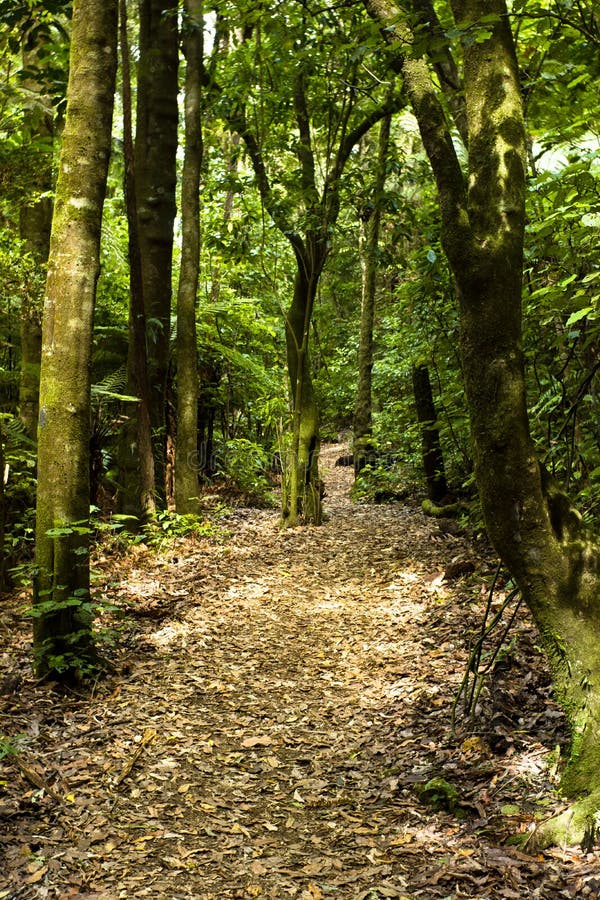 Bush Walk - New Zealand stock photography Bush Walk - New Zealand stock photography