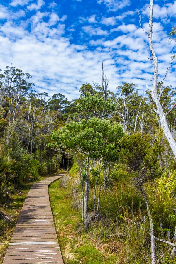 Bush walking platform through Tasmanian wilderness at Hastings caves stock photography Bush walking platform through Tasmanian wilderness at Hastings caves stock photography