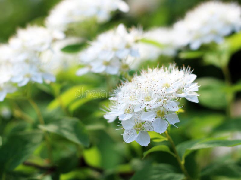 Bush with White Flowers, Summer Tree Stock Photo Image of border