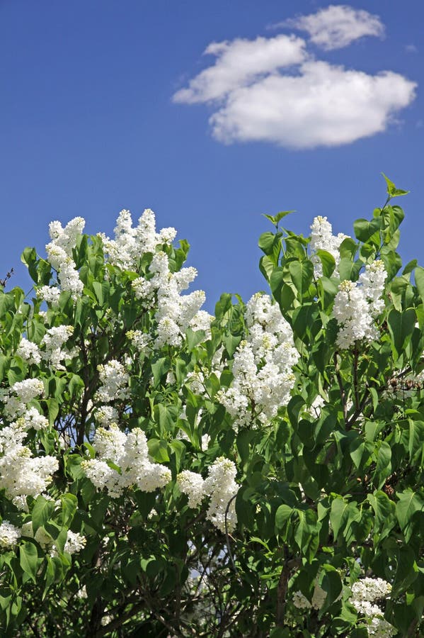 Bush of white lilac royalty free stock image Bush of white lilac royalty free stock image