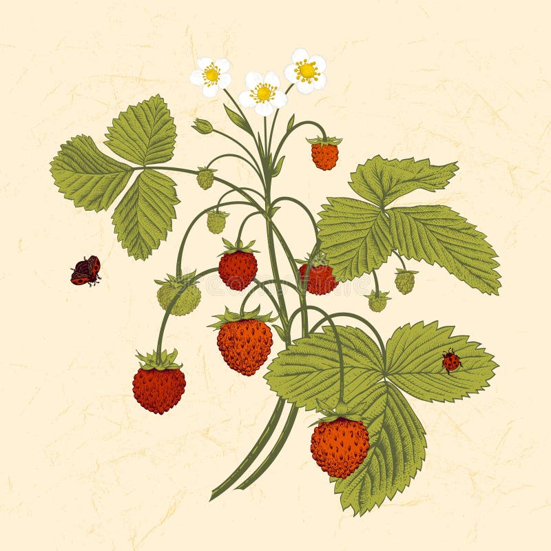 Bush of wild strawberries.